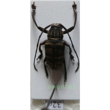 Choeromorpha mystica (Pascoe, 1869) male Philippines32g